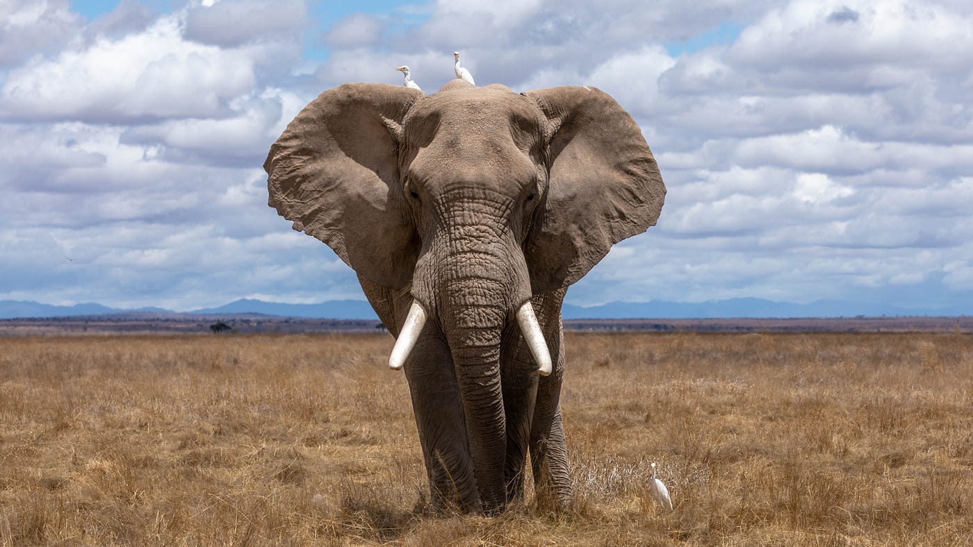 Why Do Elephants Have Big Ears?. Three Techniques to unleash your