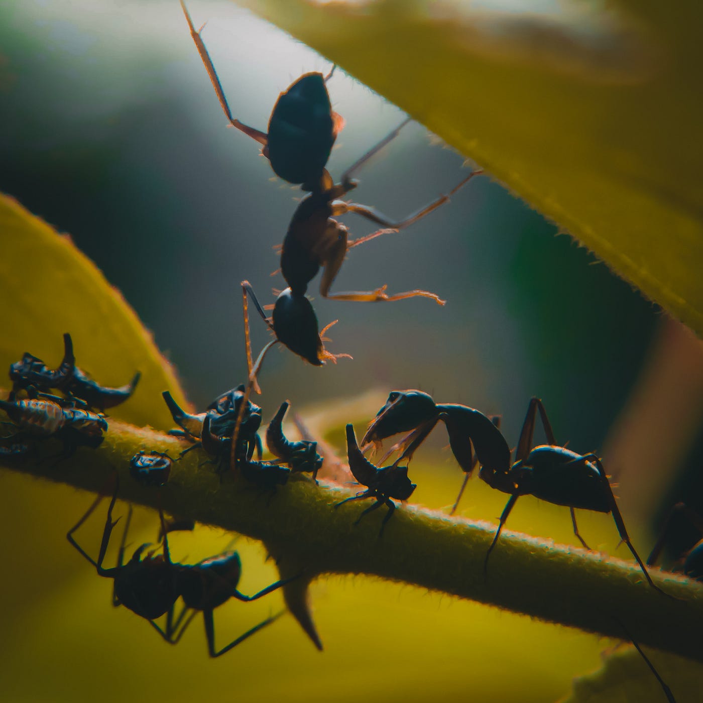 How Giant Ant Heads May Aid Bio-Inspired Designs