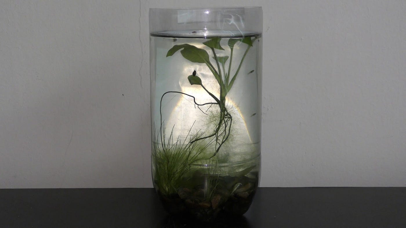 white pothos plant Marble Queen Pothos