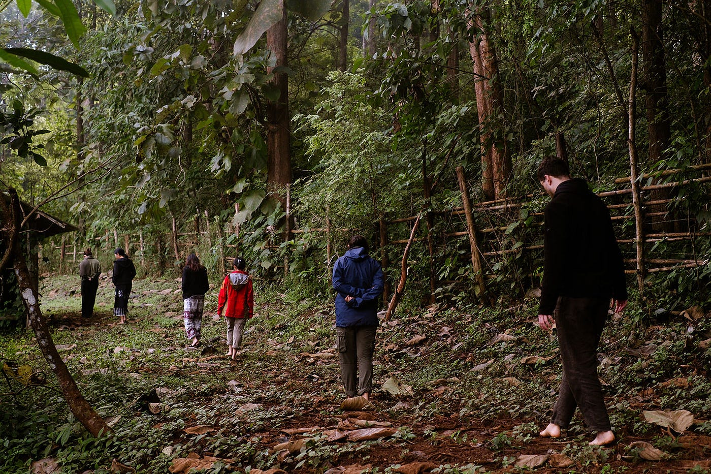 Nature Praxis: Understanding the Essentials of Ecotherapy