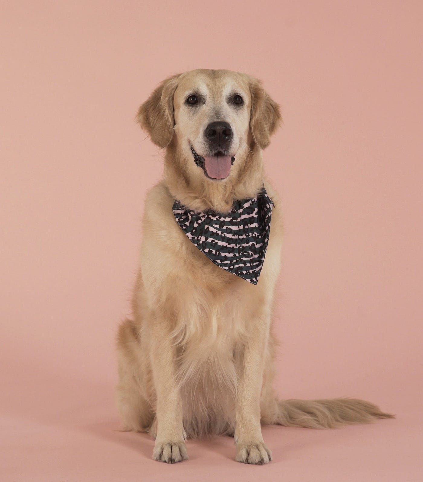 A San Valentino celebra l’amore in ogni sua forma con United Pets