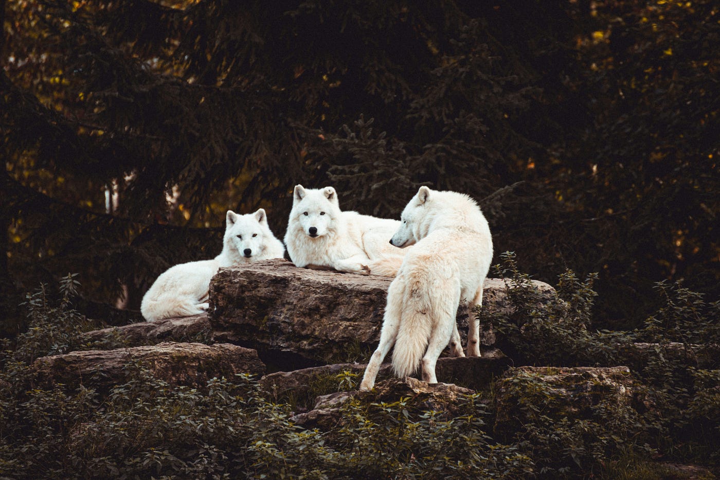Photo by Thomas Bonometti on Unsplash