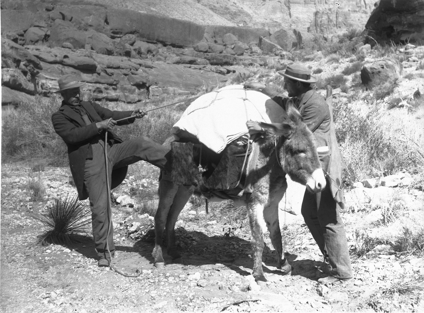 Prospectors pack a burro, circa 1898. From Wikipedia
