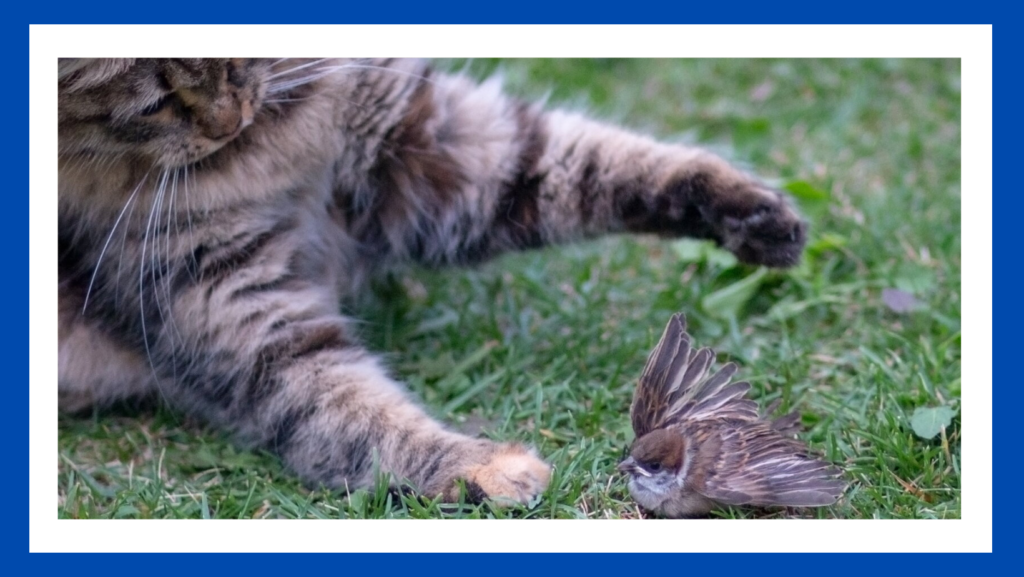 Birds eating shop cat food