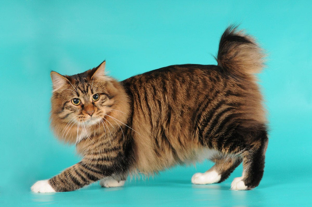 How often should a cat pee deals