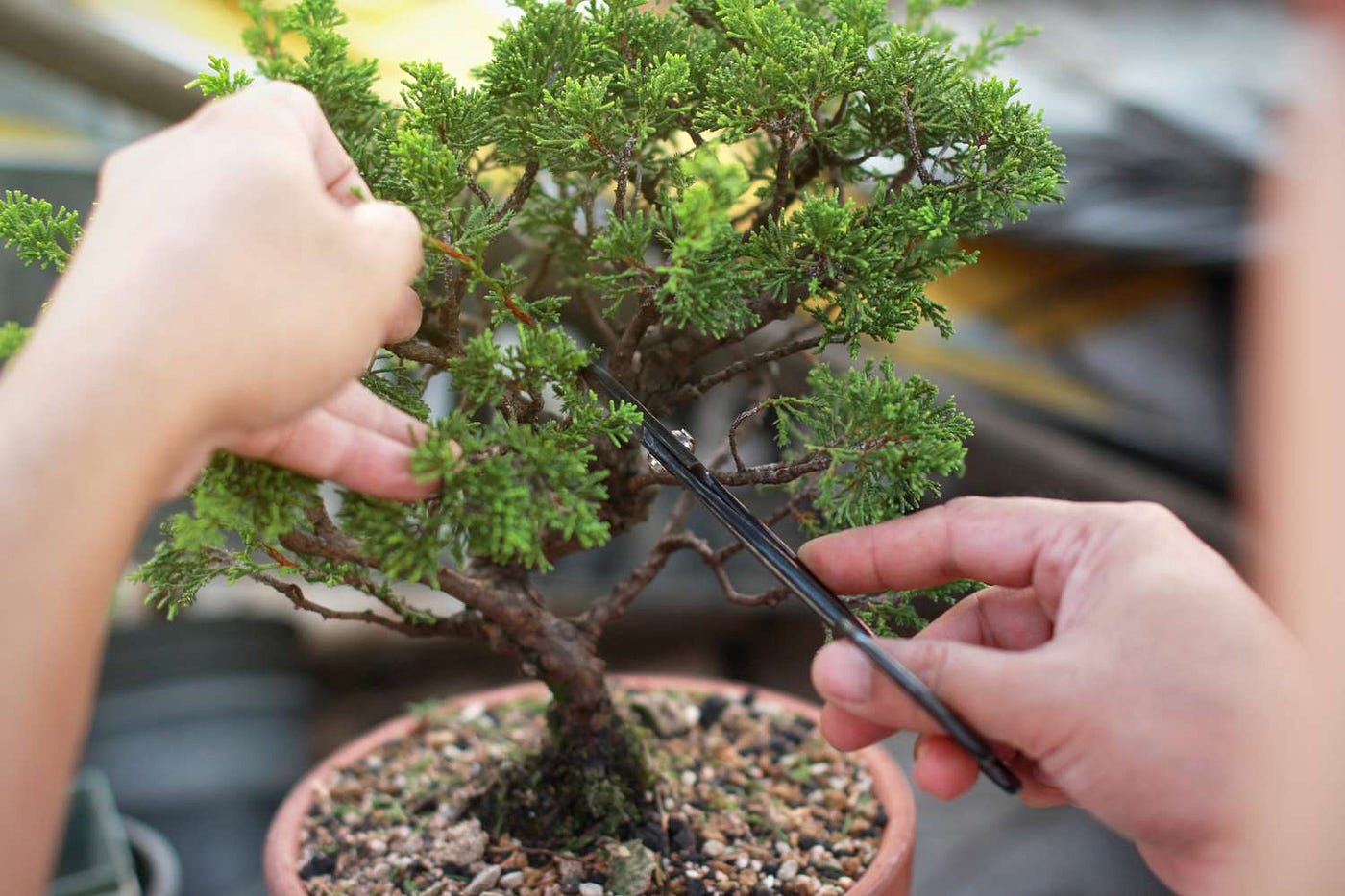 Is It OK to Keep a Bonsai Tree at Home | by Mariya Kanegi | Medium