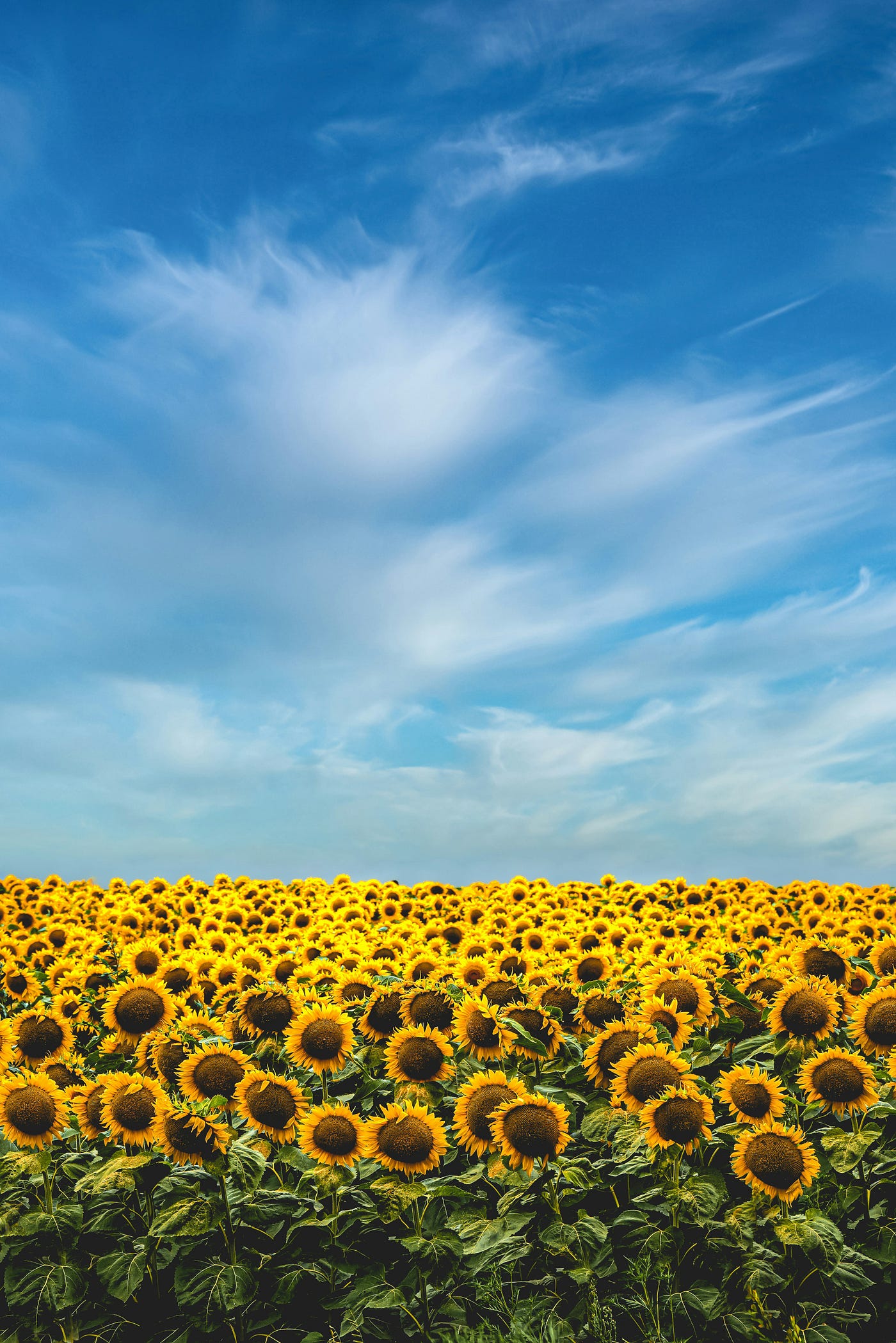 Photo by Todd Trapani on Unsplash