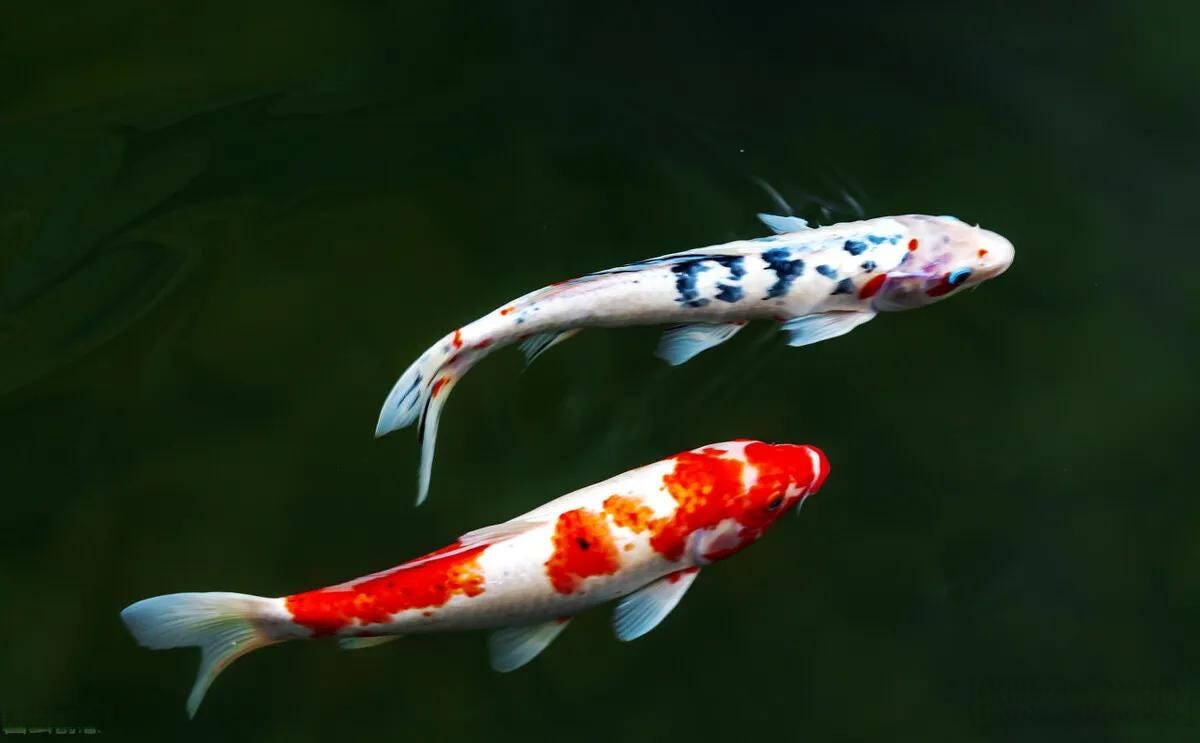 Attracting Wealth Fengshui Chinese Culture