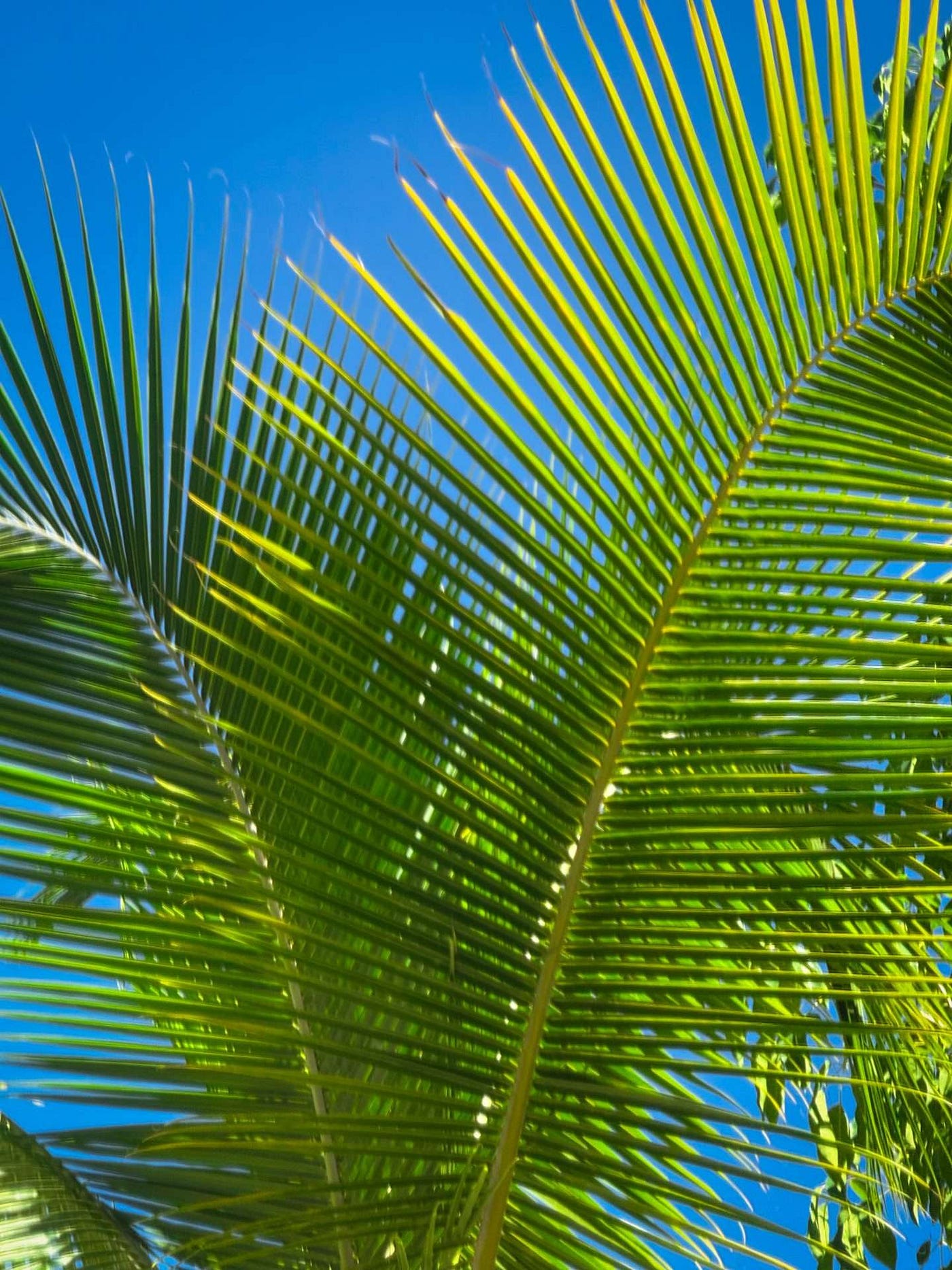 One Week Exploring and Working in Tulum