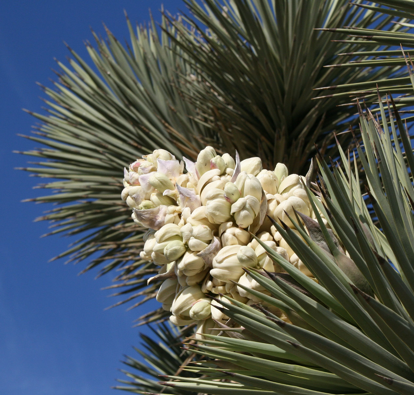 Joshua tree in full bloom. Wikipedia Commons