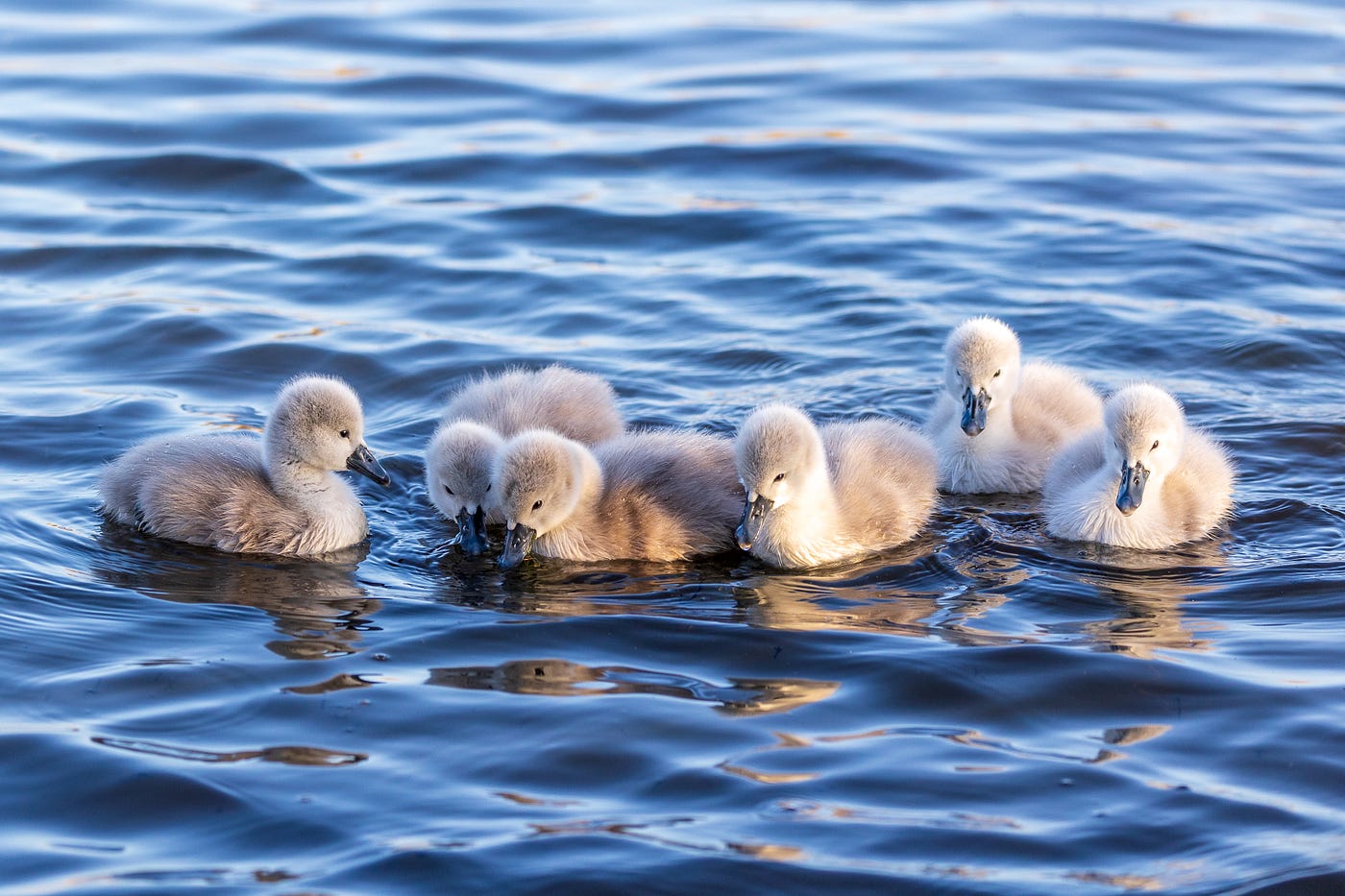 The Ugly Duckling Isn't Ugly. Turns out cygnets are cute as heck