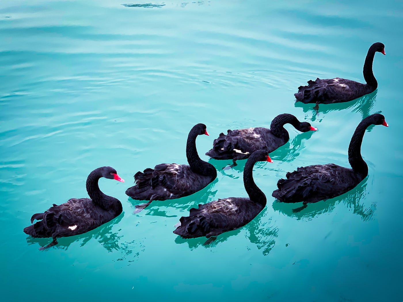 What Could Be The Black Swans Of The Next 10 Years? | by Fahri Karakas |  Predict | Medium