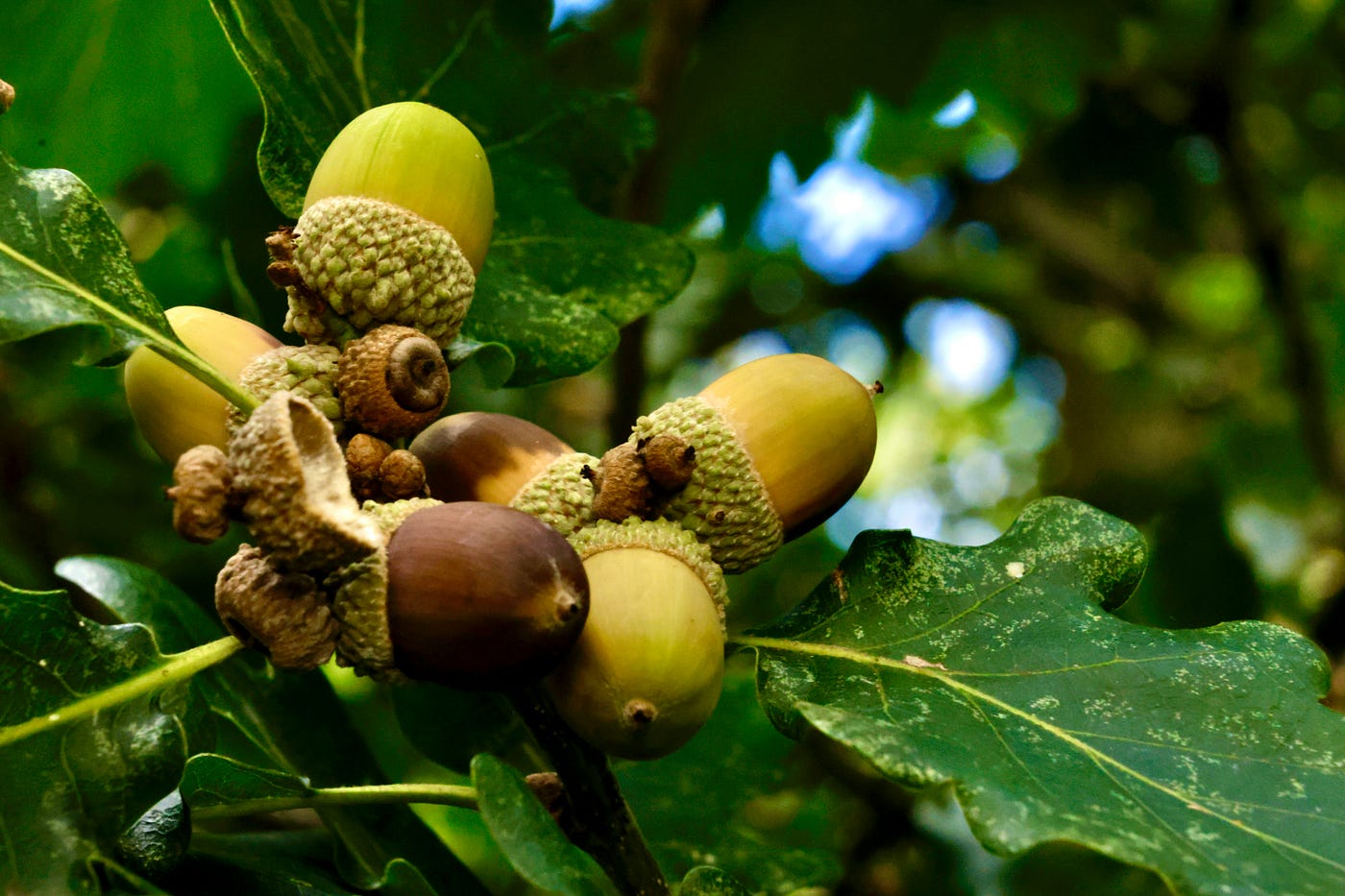 Growing Water Chestnut: A Fun and Easy Guide | by William Claude | Medium