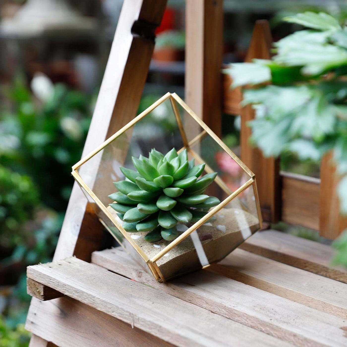 Glass Geometric Plant Terrarium Review | by James Glover | Medium