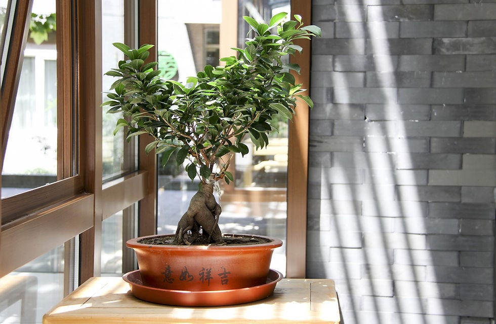 Bonsai Care: Understanding the Importance of Sunlight | by Mariya Kanegi |  Medium