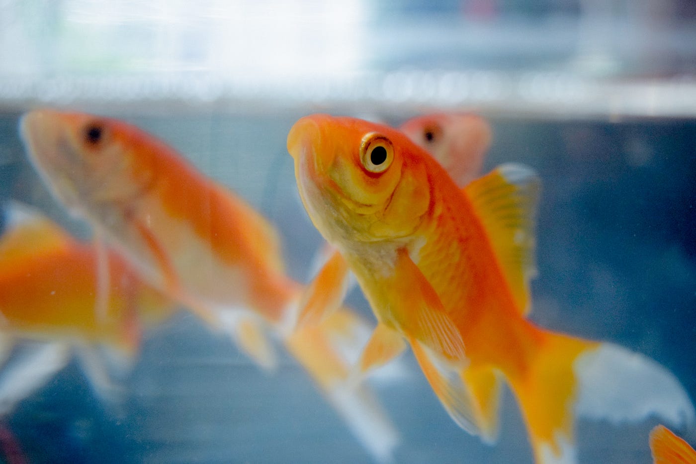 Bloated Goldfish? Here's What Might Be Causing It and How to Help