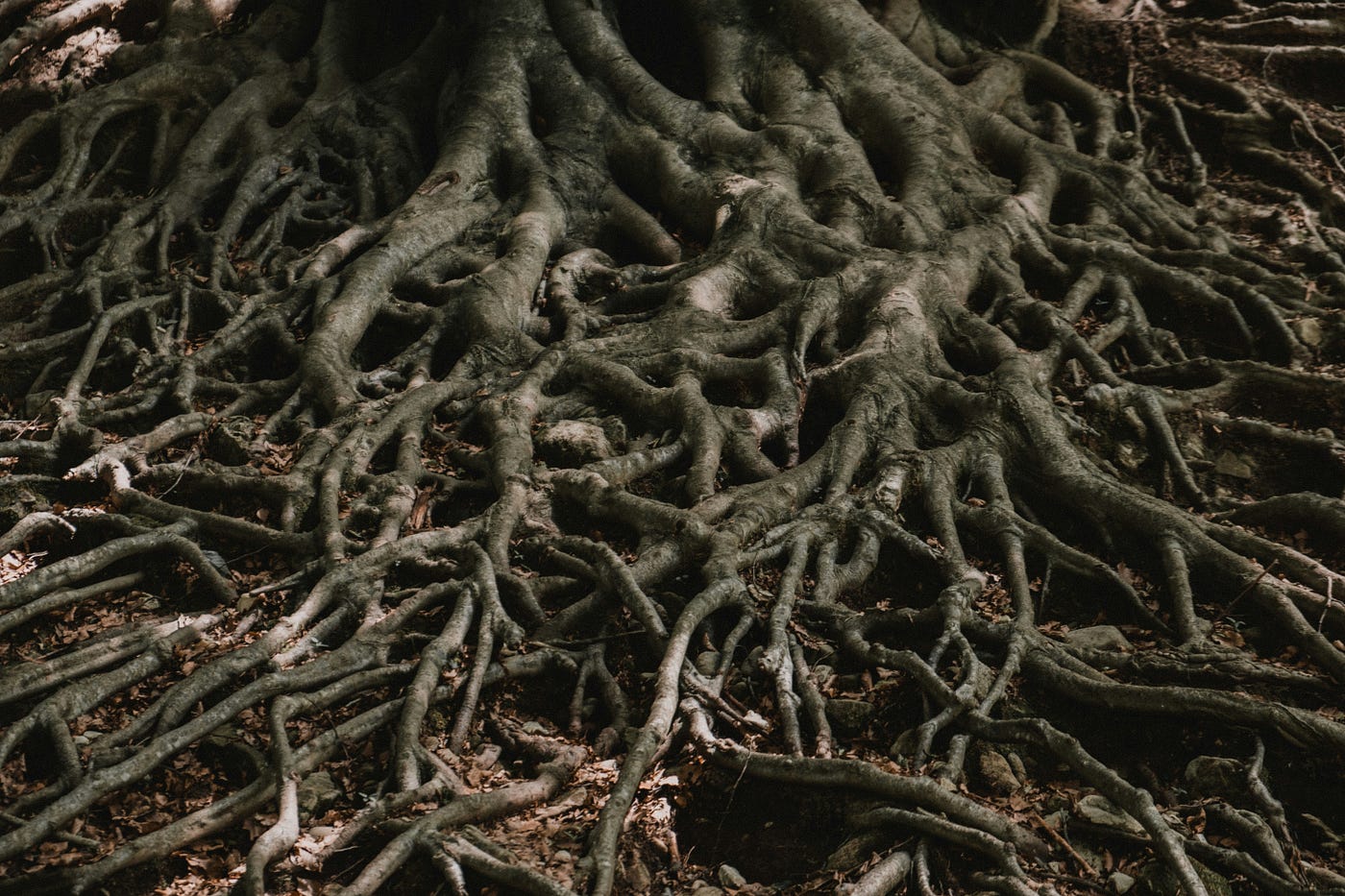 Photo by Matteo Grando on Unsplash