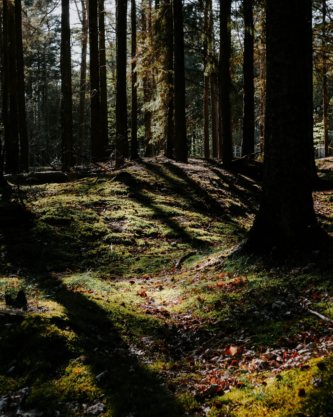Photo by Aleksandra Kovacic on Unsplash