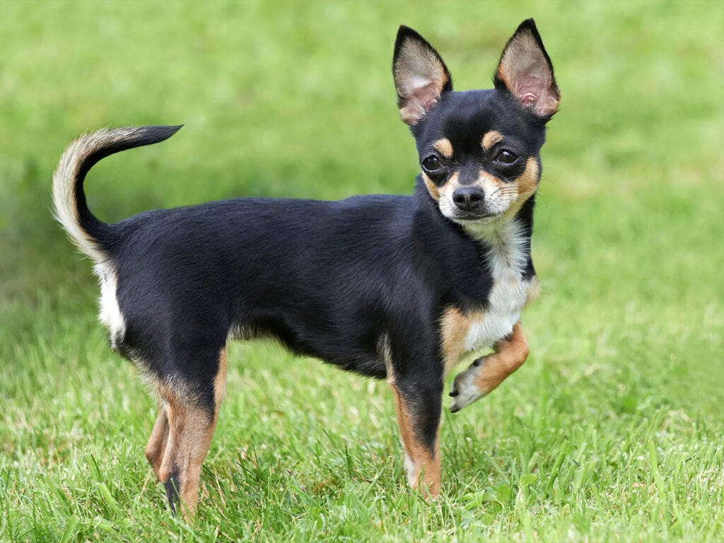 Chihuahua Mix Were Chihuahuas Bred For Hunting Terrier