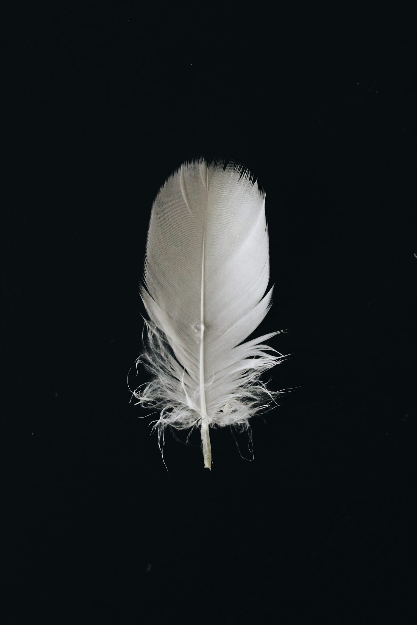 Why Angels Feathers are Not a Sign from God. by Aliyah Hastings
