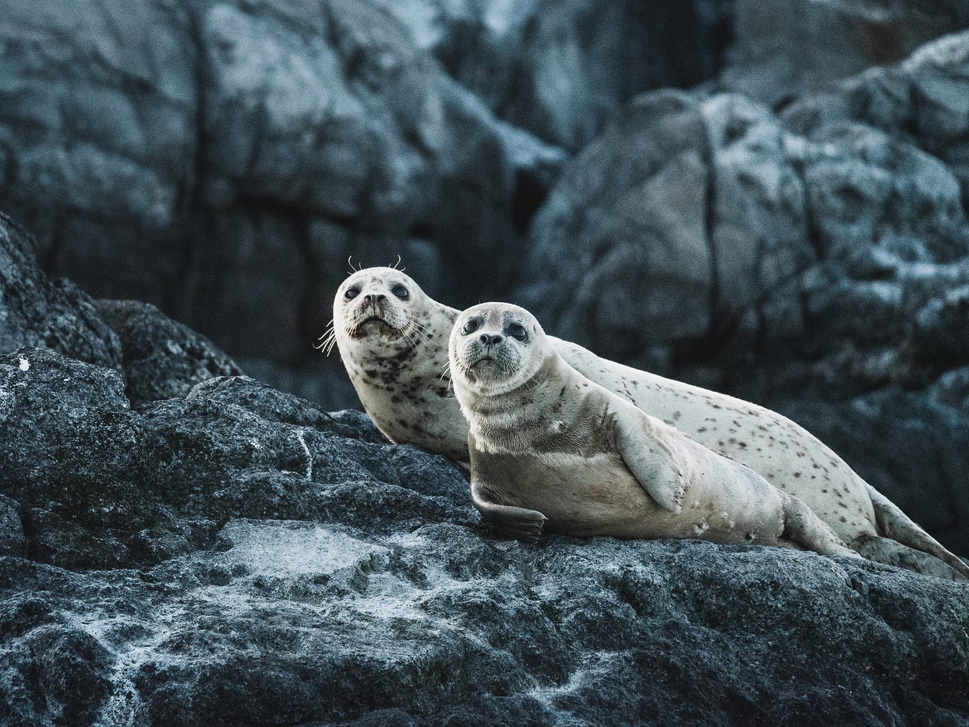 9 Fascinating Facts About Seals