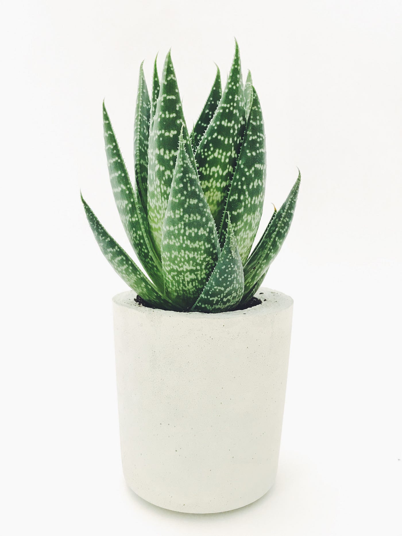 sanital aloe vera tropical Aloe Vera Pineapple Drink  Tropical Sun