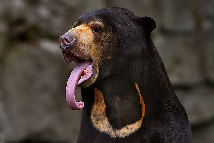 Black Bear  Defenders of Wildlife
