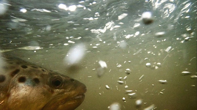 Can the Fishing Community Save the World's Biggest Trout? - 5280