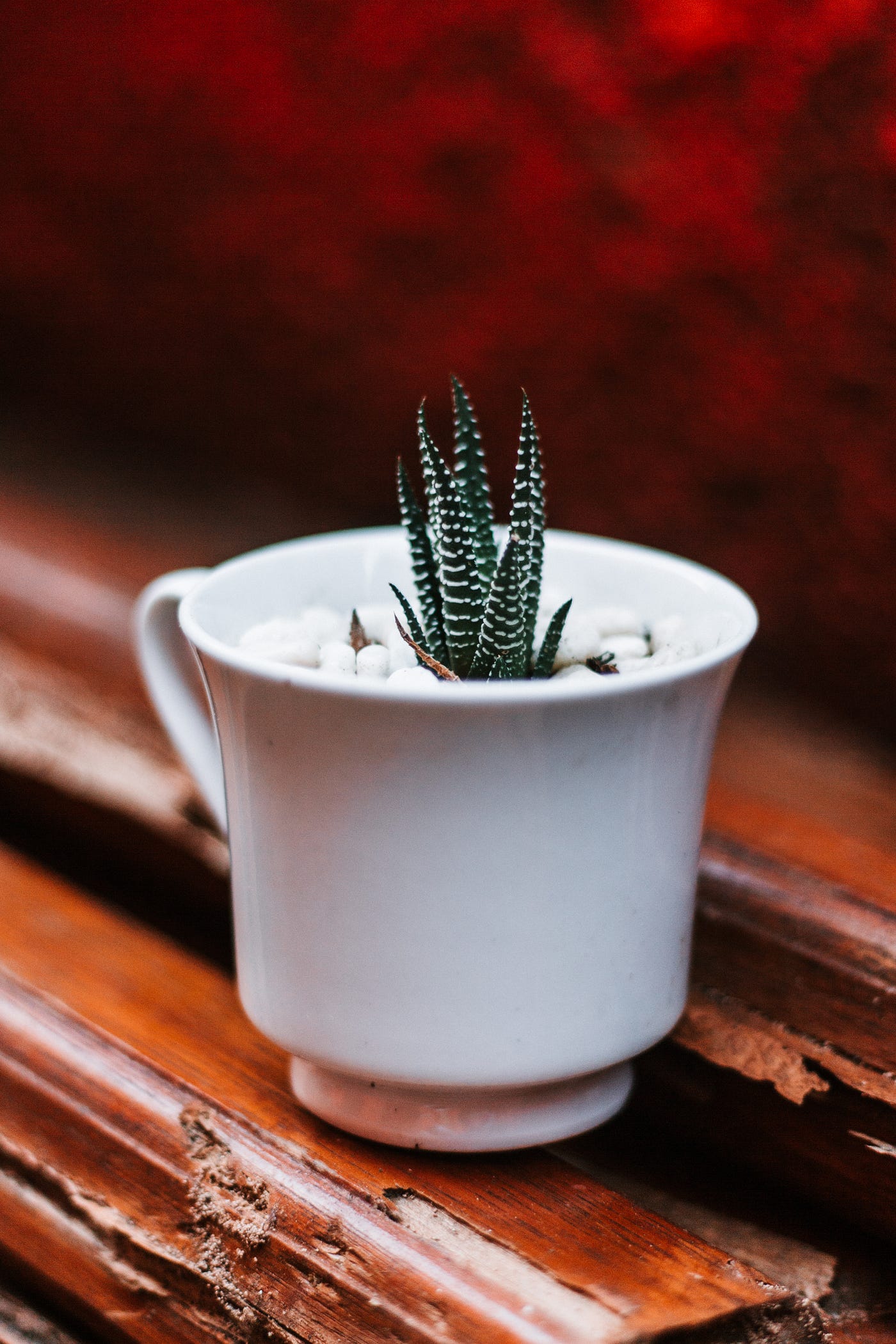 5 Air Purifying Succulents Every House Needs. | by Naseera | Medium