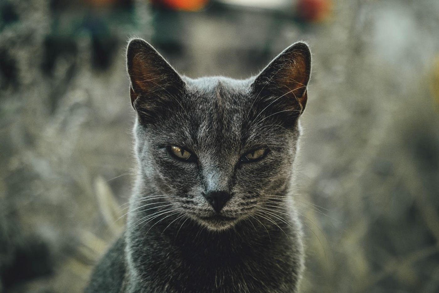 Angry cat : r/CatsBeingCats
