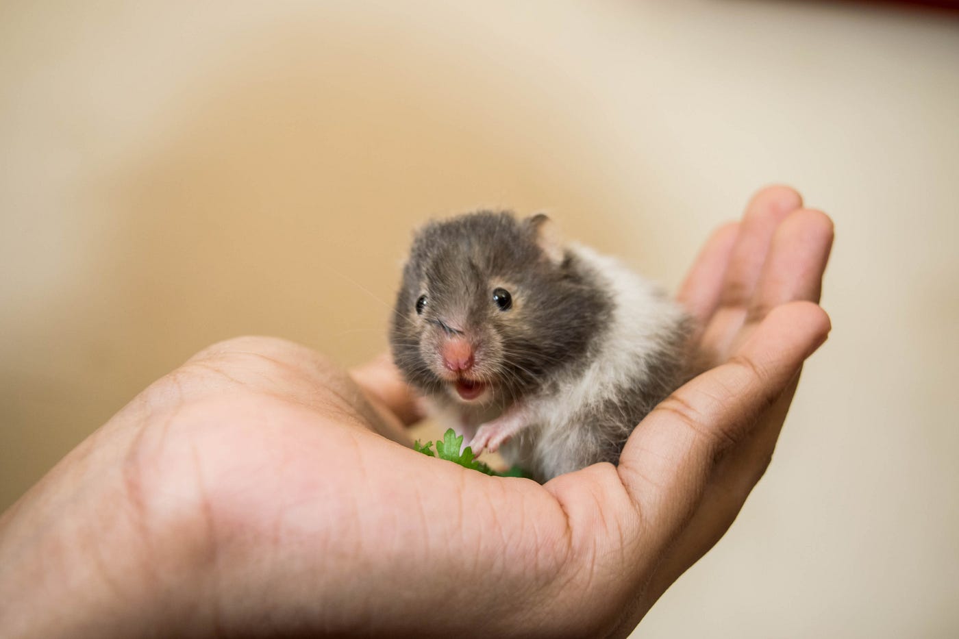 The Life Cycle of Hamsters - My Animals