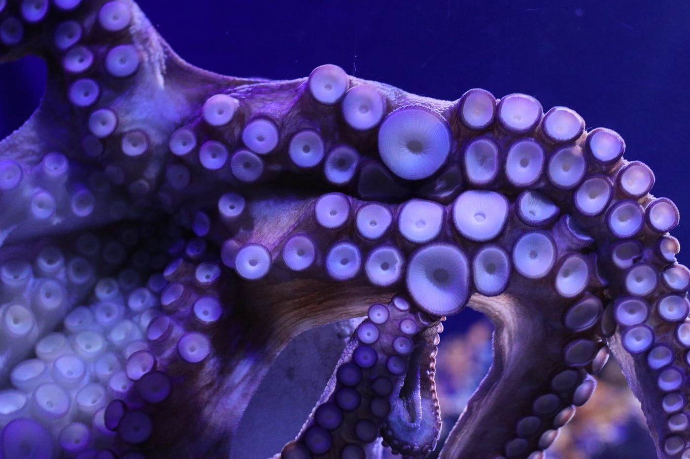 Octopuses Use Their Tentacles to Feel Light, by Simon Spichak, Predict