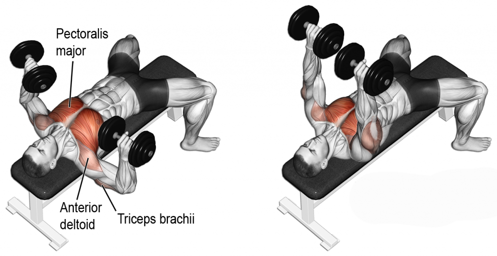 Laying down dumbbell press clearance