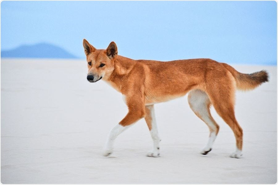 Australia's Azaria Chamberlain mystery solved: A dingo did it