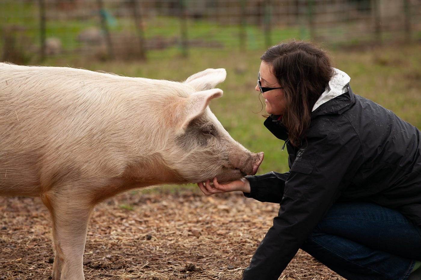 Pigs Eating Humans