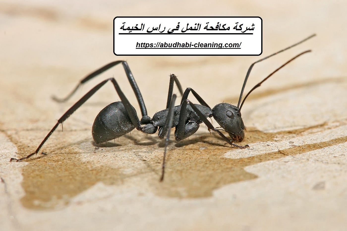 شركة مكافحة النمل في راس الخيمة. تتميز شركة مكافحة النمل في راس الخيمة… |  by jawharat-almansoura | Medium
