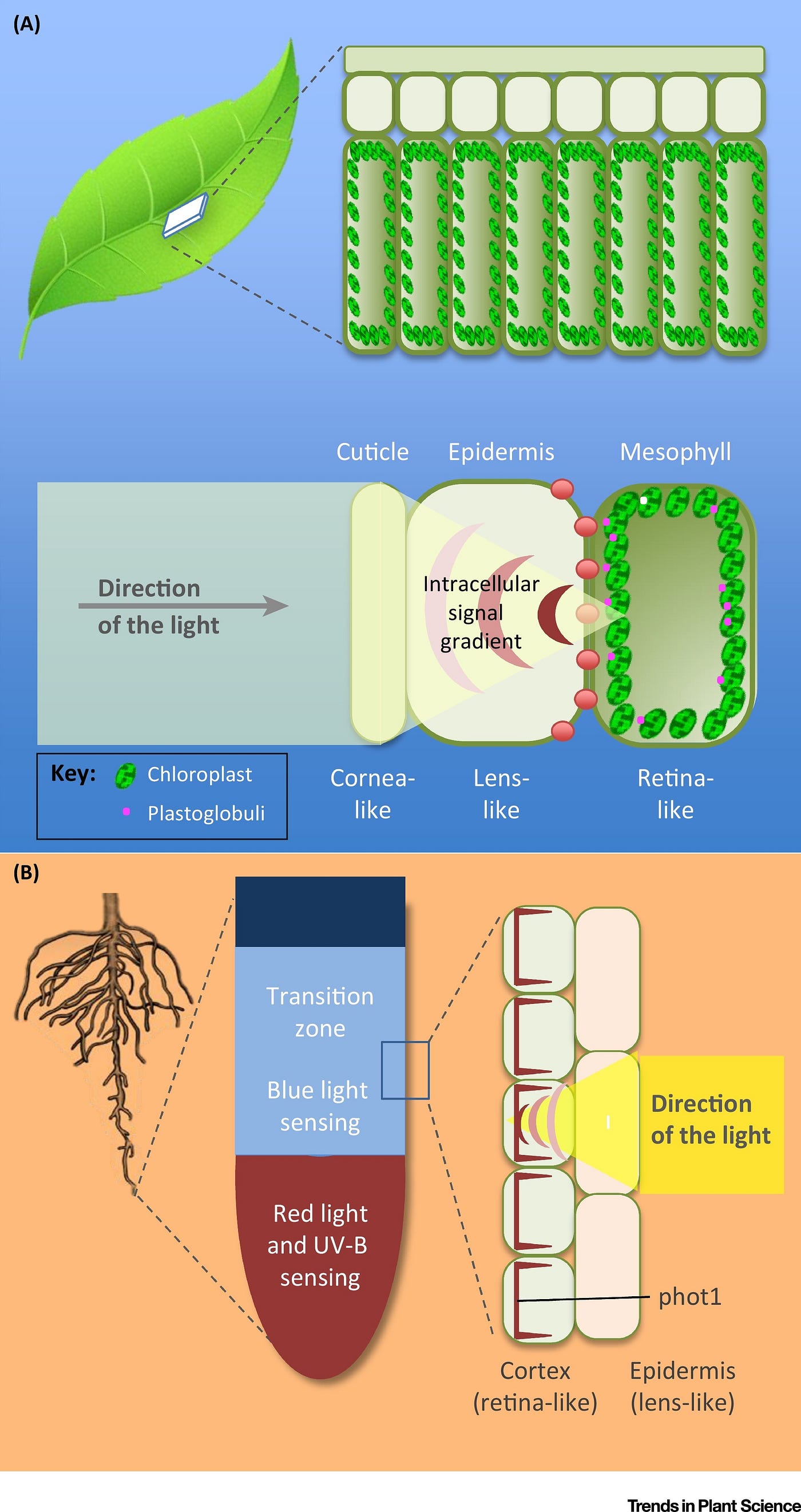 Shape shifting plant Boquila Trifoliolata may be able to see | by Tim  Andersen, Ph.D. | The Infinite Universe | Medium