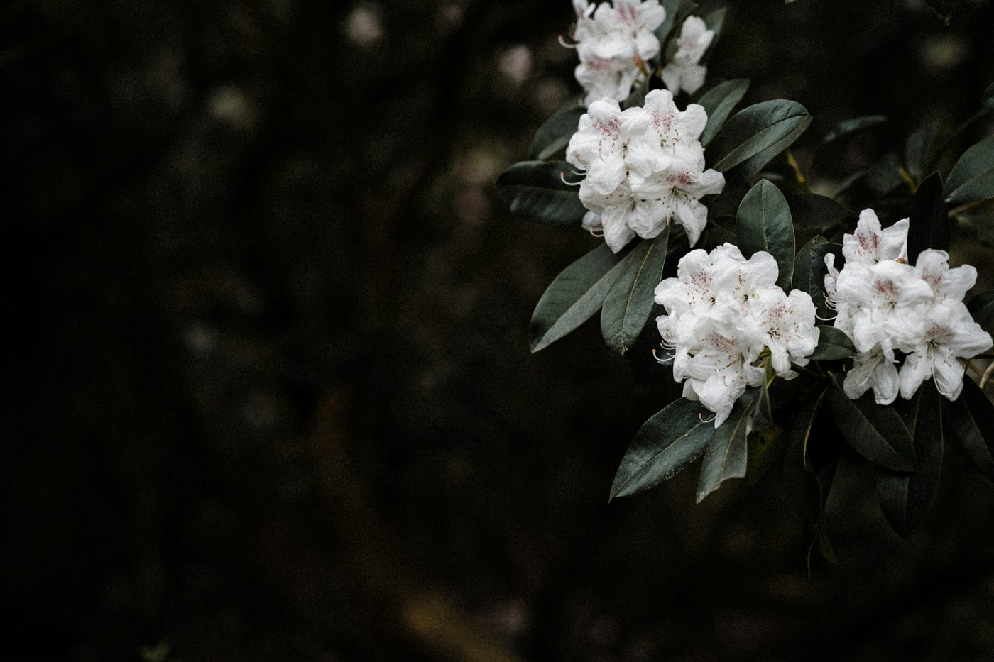 Photo by Annie Spratt on Unsplash