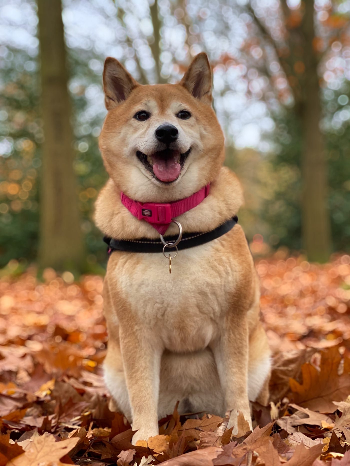 What exactly is a Shiba Inu, and why is it so popular in the crypto  currency world? | by The Renegades | Medium