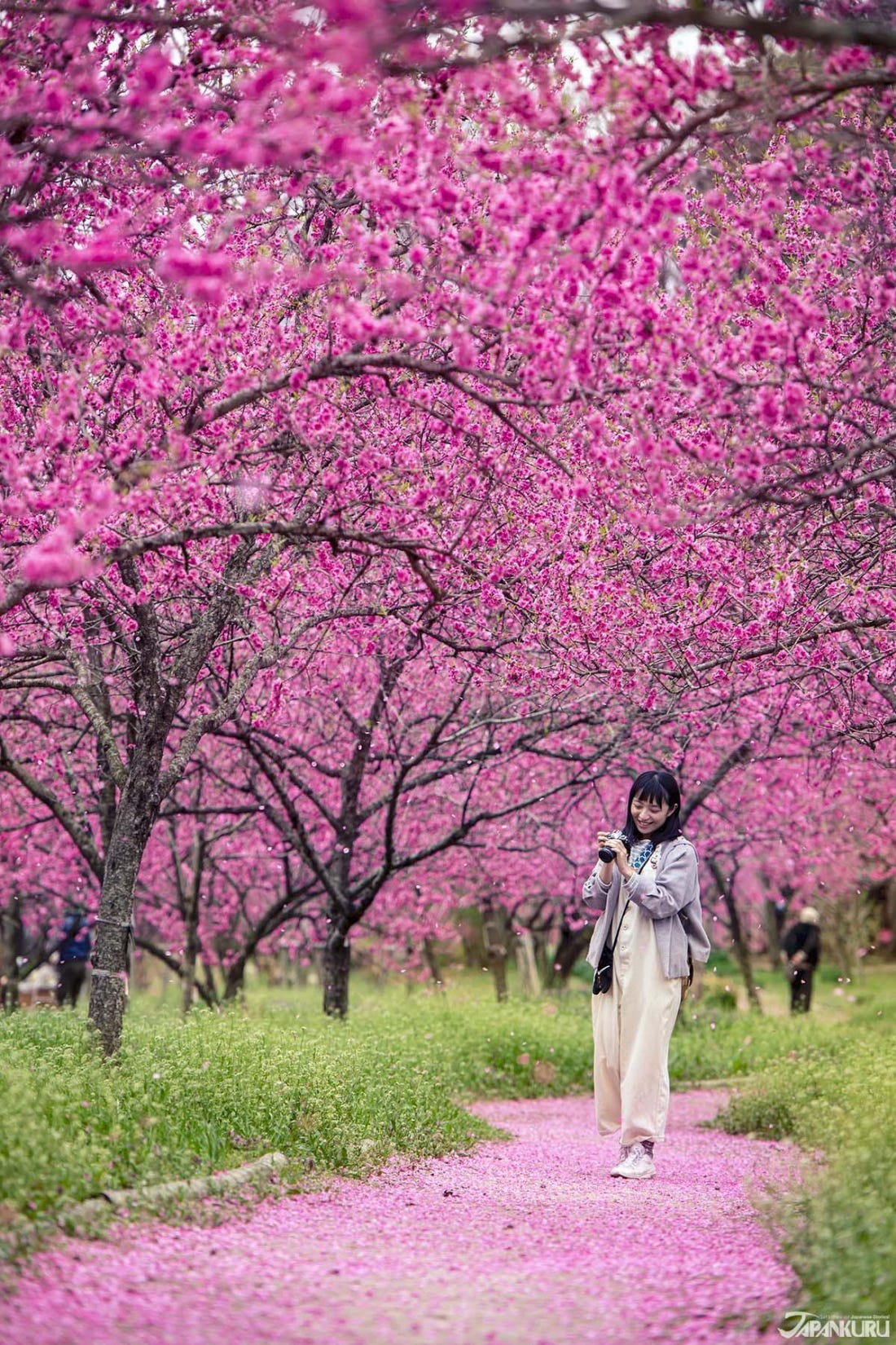 Exploring the Peach Blossom Orchards of Ibaraki's Koga Kubo Park, by  JAPANKURU