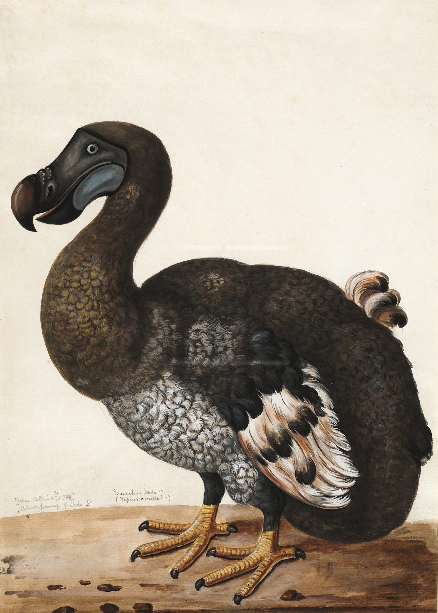 Was the Dodo Bird Really a Dodo?. Was this the extinction of a
