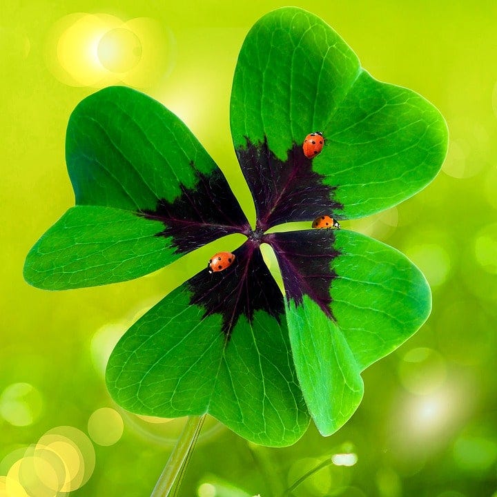 What Is Four Leaf Clover Spiritual Meaning and Benefits?