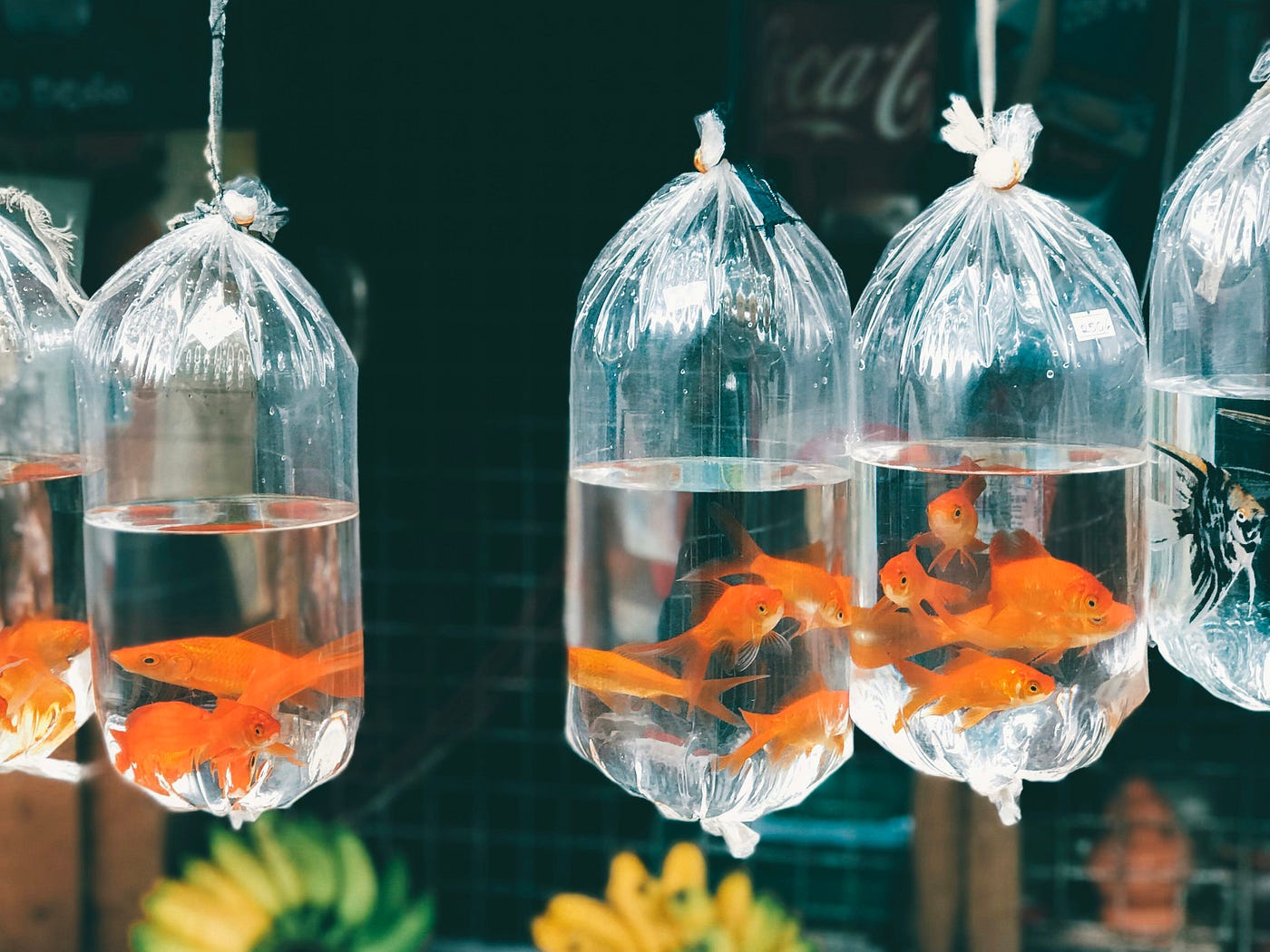 My Son Got A Goldfish As A Birthday Party Favor