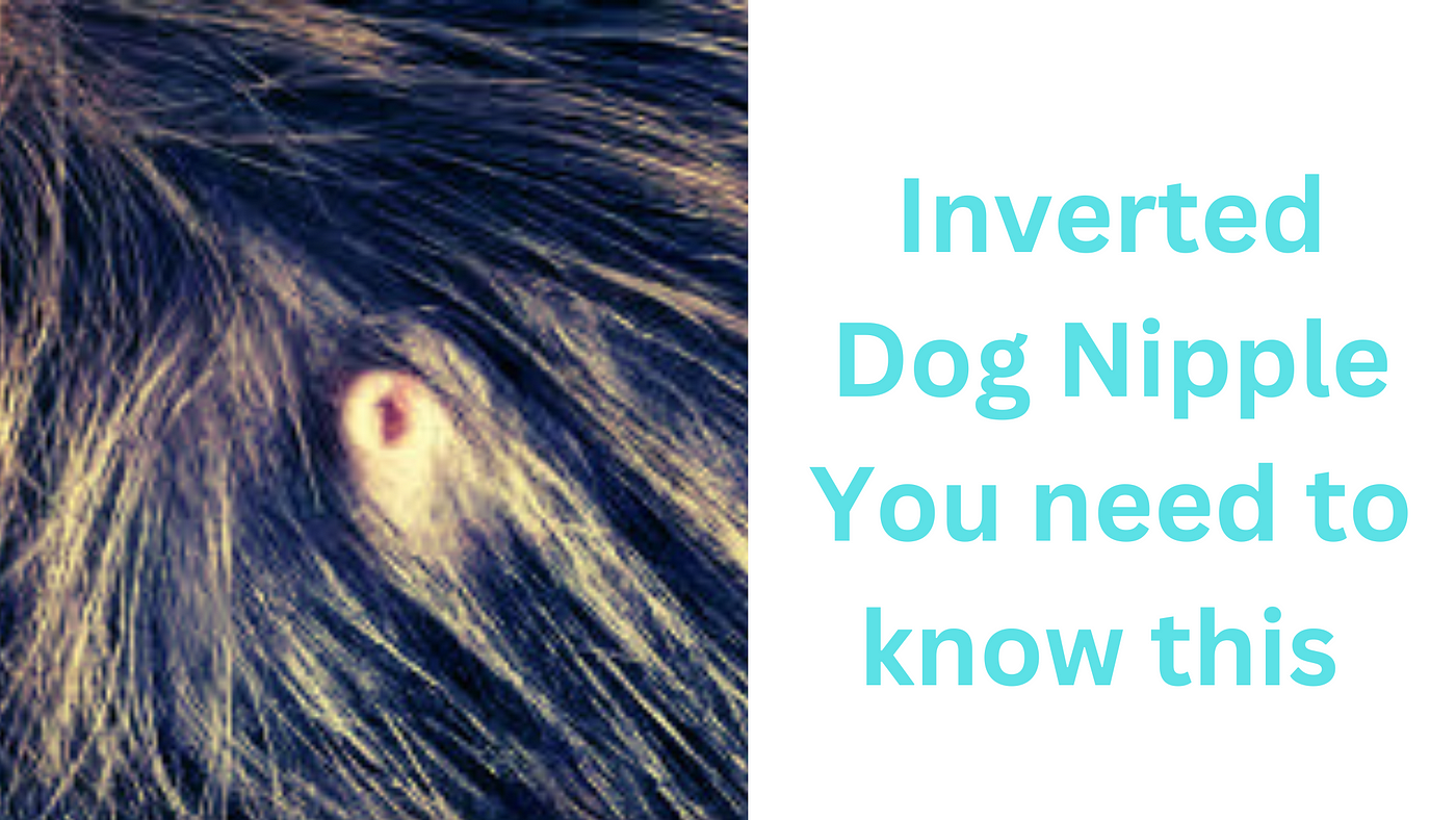 Inverted nipple on dog