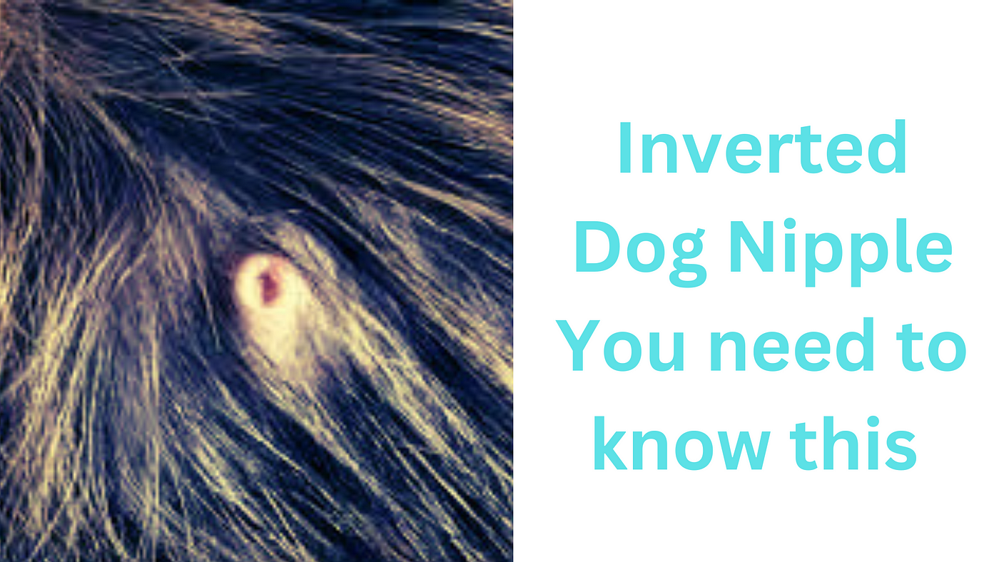 Dog inverted nipple