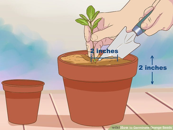 How to Germinate Orange Seeds | by Anne Thomas | Medium