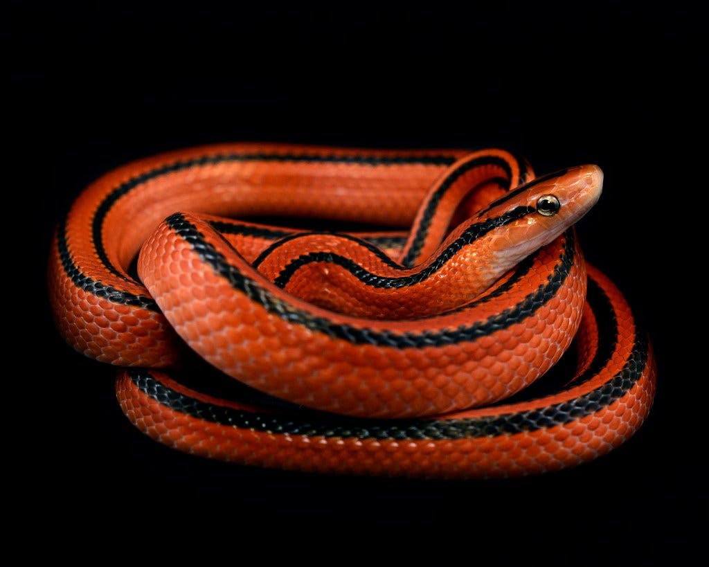 Ridiculously Red Reptiles. Today's article for Christmas Eve will… | Reptile World Facts | Medium