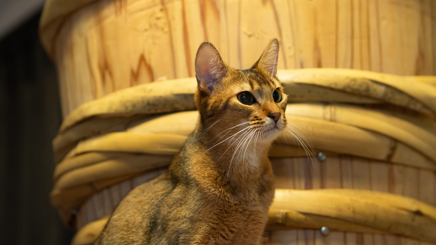 Which Cat Breeds are the Healthiest: Top Picks for Long Life