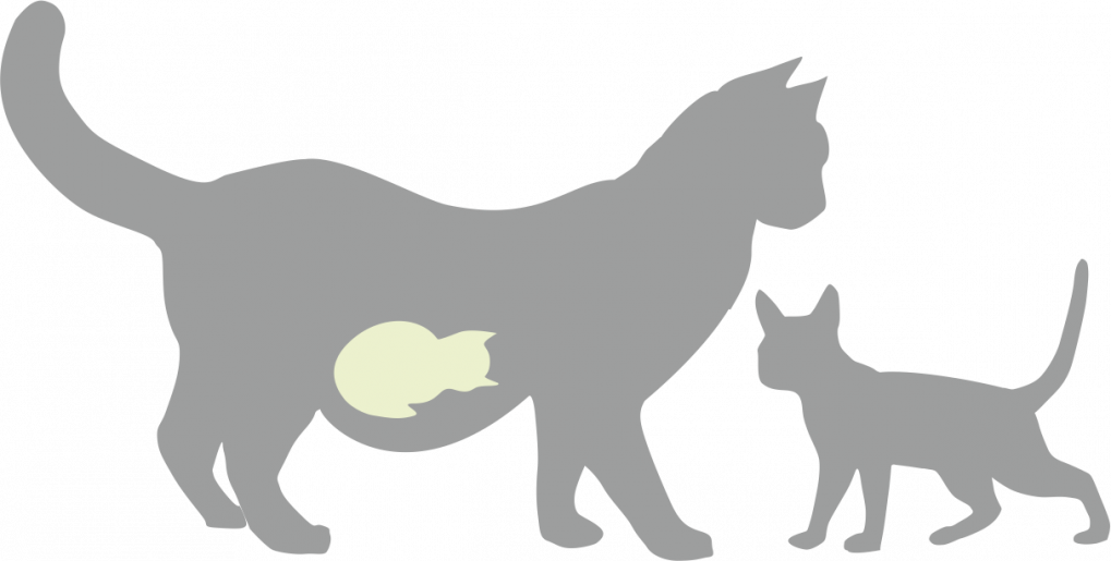 Cats Behaviour before Giving Birth: Key Signs Every Owner Must Know