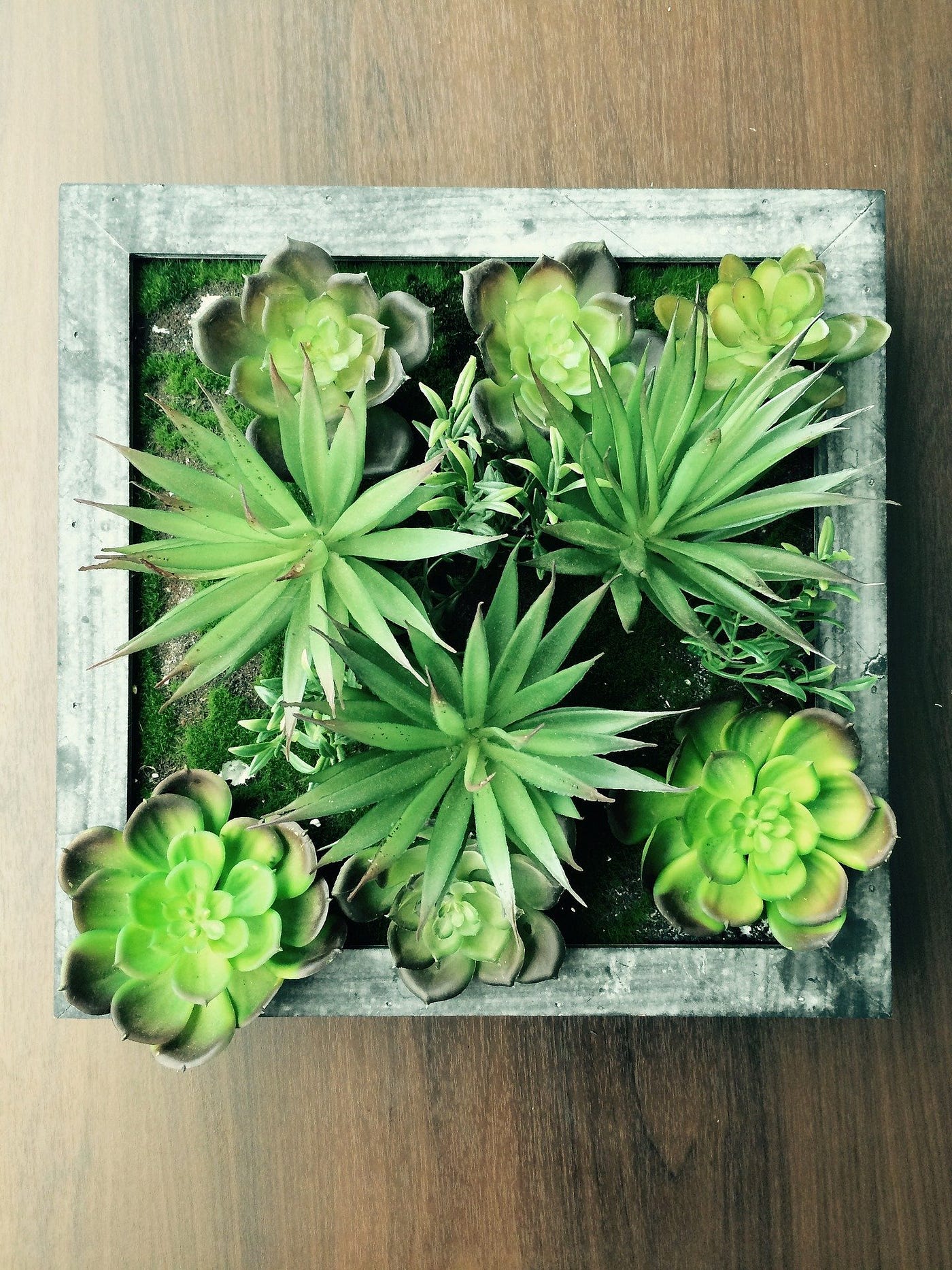 cabbage succulent Succulent Cabbage  The Secret Garden